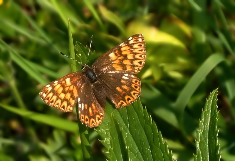 Thymelicus lineola ?